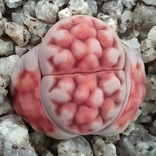 1 Lithops Karasmontana 'top Red' (cactus Piedra/suculentas)