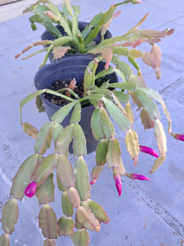 Planta Santa Teresita Fucsia Y Naranja
