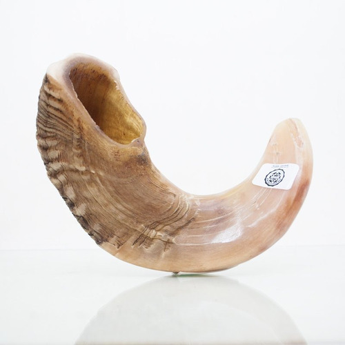 Shofar De Carnero Sb4 Entre 38 A 42 Cm + Manual De Uso 