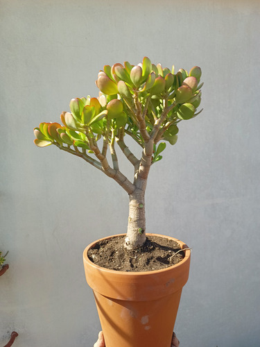 Hermoso Árbol De Jade