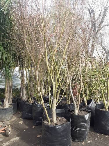 Imagen 3 de 4 de Arbol Acer Palmatum, Arce Japonés 2mts 100lts (seña)