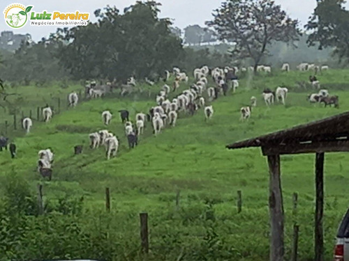 Imagem 13 de 15 de Fazenda Em Figueirão - Ms - 252,5 Hectares (dupla Aptidão) - 2130