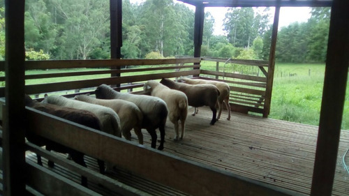 Chácara 16.000 M² - Rincão São João - Glorinha - Rs - 2238 - 34456025