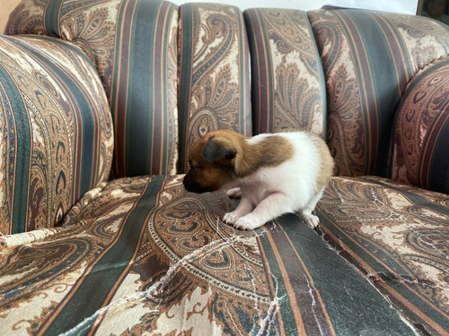 Cachorros Pincher Mini Mascotas Rionegro