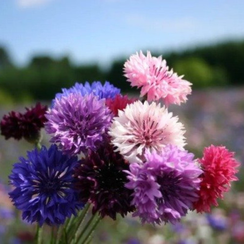30 Semillas Centaurea Doble Mix - Premium