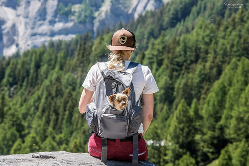 Poochpouch Backpack Carrier Mochila De Transporte Para Cães Cor Cinza-escuro