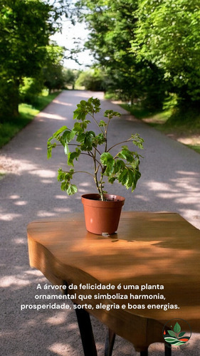 Kit Árvore Da Felicidade Macho/fêmea Planta Natural Sombra.