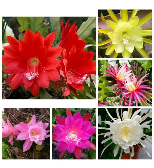 Cactos Orquideas Epiphyllum Ackrm Jardim Jardinagem | MercadoLivre 📦