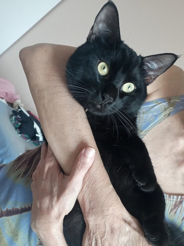 Gato Turco Puro Negro Azabache 8 Meses