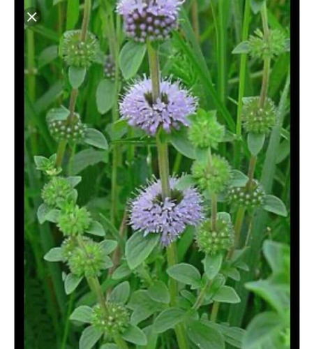 Planta De Menta Poleo ( Mentha Pulegium)medicin-aromat-ornam