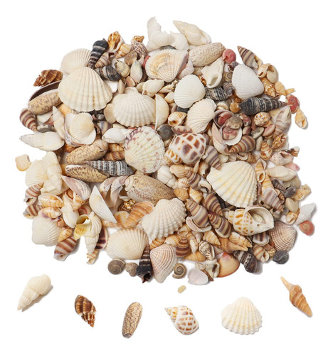 Ira Pollitt Tiny Natural Mezcled Ocean Shells Tiny Miniature