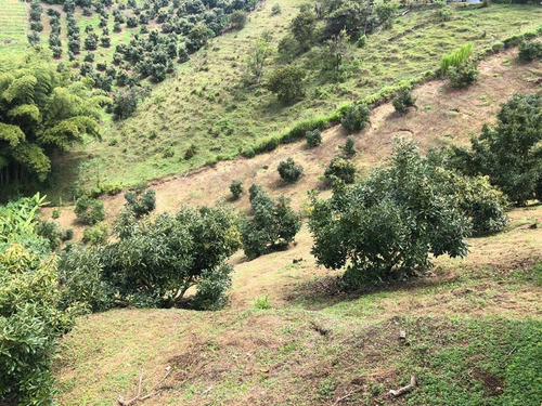 Imagen 7 de 23 de Encantadora Finca Aguacatera En Venta Marinilla