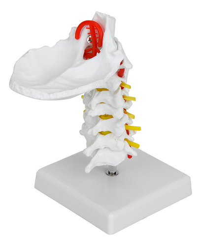 Anatomía Espinal De La Columna Vertebral De La Arteria Cervi