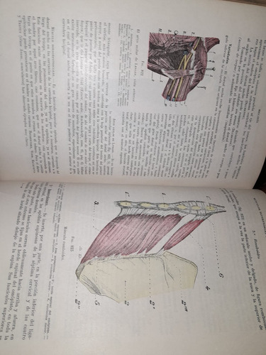 Tratado De Anatomía Humana - 4 Tomos -testut Y Latarjet-1954