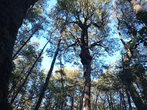 Venta Parcela Bosque Pucón Los Nevados