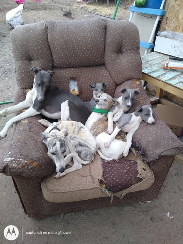 Whippet Cachorros