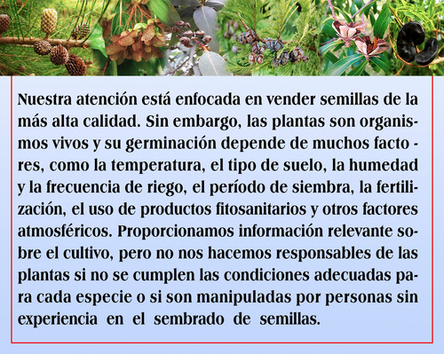 Semillas De Acacia De Tres Espinas (gleditsia Triacanthos)