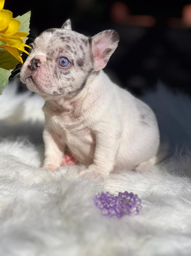 Cachorra Bulldog Francés Blue Merle 