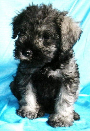 Hermosos Schnauzer Mini Machos Sal Y Pimienta! 50 Días.