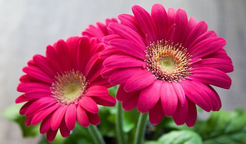 Gerbera Color Rosa