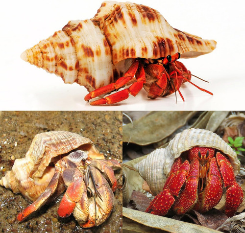 5 Conchas De Cangrejo Ermitaño Extra Grandes De Wedosoy | De