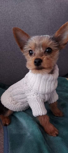 Ropa Tejida Para Mascotas Pequeños