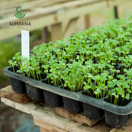 Imagen 5 de 7 de Bandeja Germinacion Cultivo Almacigo Huerta X 1u 72 Celdas