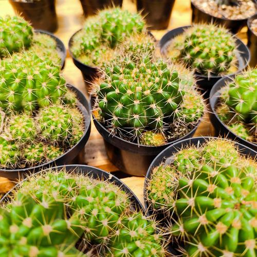 Cacto Echinopsis Calochlora N/a