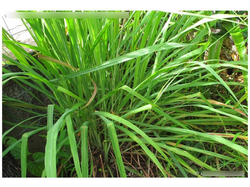 Capim Cidreira 100 Gr Ervas Seca Para Chá