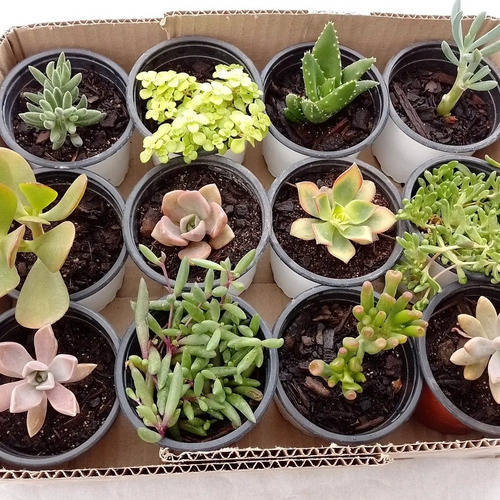 Pack 12 Plantas Suculentas De Colección 