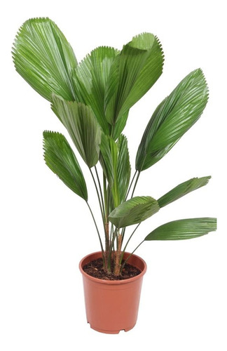 Licuala Exótica Tropical