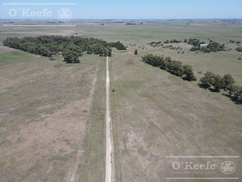 Campo Mixto En Venta De 228 Has Sobre Ruta 29 -en Brandsen
