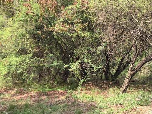 Imagen 5 de 12 de Terreno En Venta Cinco Lomas