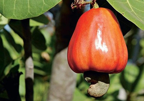Muda De Caju Anão Vermelho C/ Produção Precoce Todos Climas