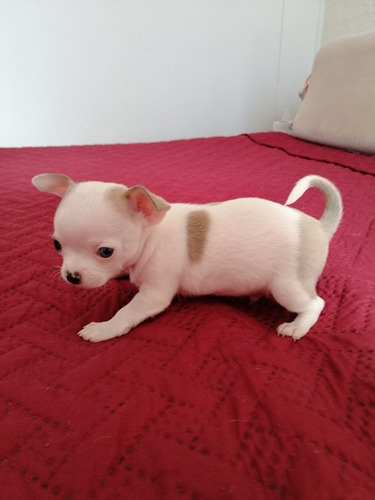 Imagen 2 de 5 de Hermoso Bebé Chihuahua, Cabeza De Manzana.
