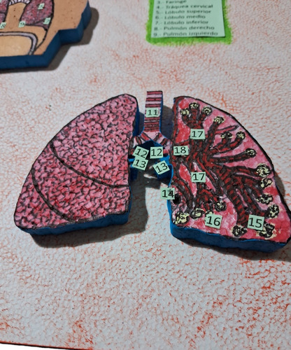 Maqueta Sistema Respiratorio