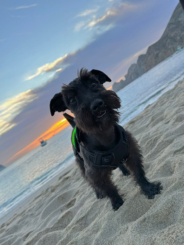 Schnauzer Excelente Calidad Cariñosos 