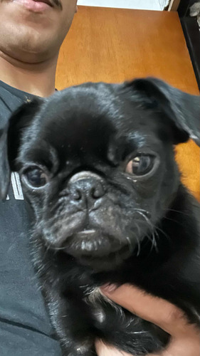 Cachorro Da Raça Pug Com Idade De Sete Meses.