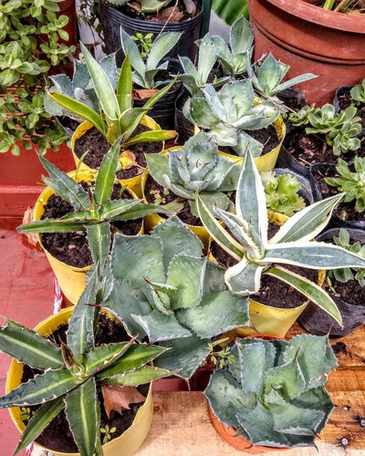 Echeveria Coccinea - Setosa / Suculenta Maceta Cultivo N°12