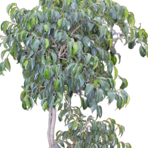 Ficus Benjamina