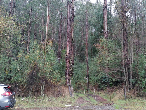 Campo Forestal Con Eucaliptos, De 67 Hás En Reumén, Paillaco