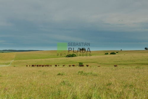Muy Buen Campo Agrícola Ganadero A 28 Kms. De San Carlos- Ref: 280