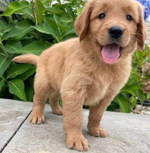 Golden Retriever Cachorros 