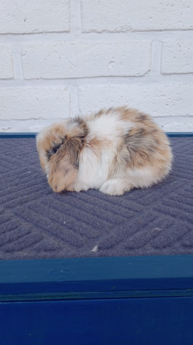 Conejitos Holland Lop, O Belier Enano (Usado)
