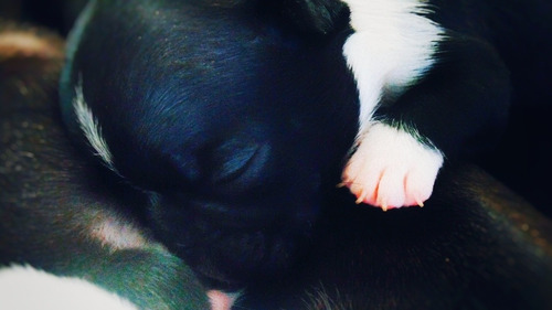Imagen 2 de 3 de Cachorros Bulldog Francés