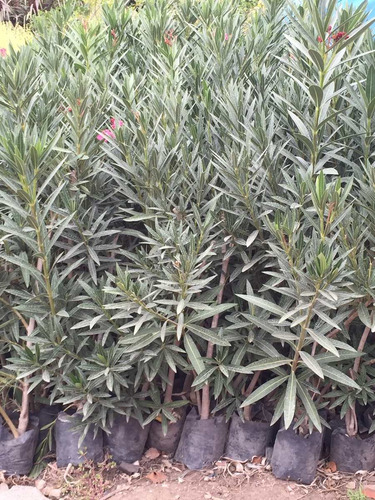 Plantas Laurel De Flor Cerco Vivo Perimetral Vivero Pack X7