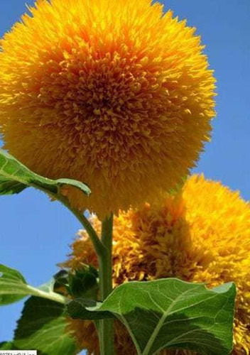 Semillas De Girasol Pompom Amarillo 