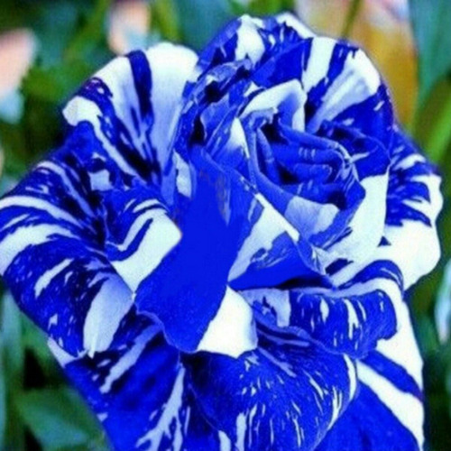 15 Sementes De Rosas Tiger Azul, Exótica E Rara