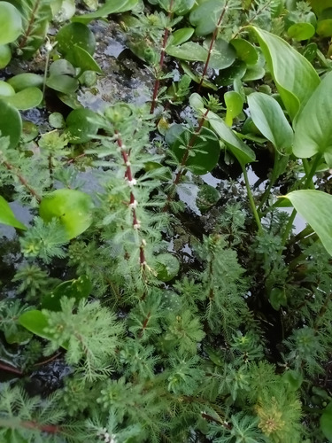 Pinos De Estanque
