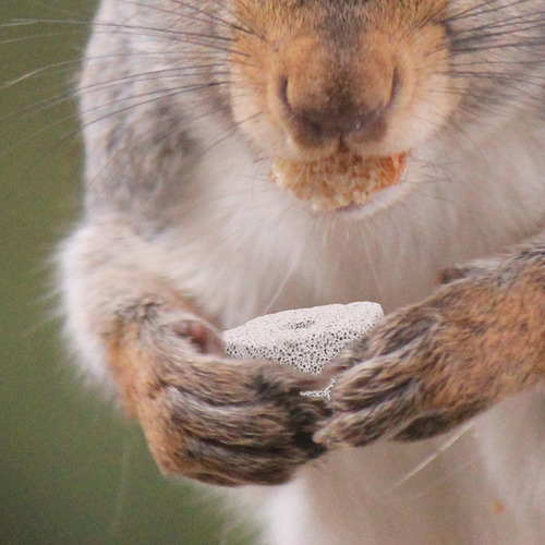 S Piedra Molar Para Mascotas Con Forma De Rata, 10 Unidades